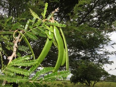Vachellia robusta clavigera
