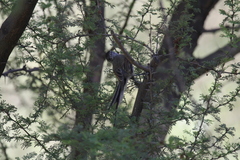 Leptasthenura aegithaloides