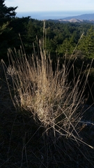 Elymus × hansenii