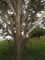 Vachellia robusta clavigera