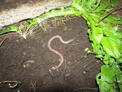 Amphisbaena darwinii