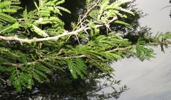 Vachellia robusta clavigera