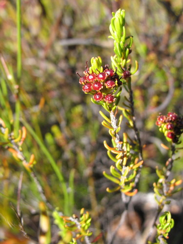 Image of Erica coarctata by (c) Michael D. Pirie, some rights reserved (CC BY)