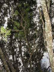 Vachellia robusta clavigera
