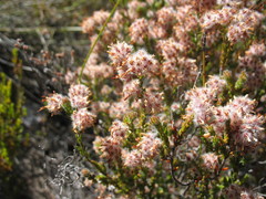 Erica eriocephala