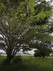 Vachellia robusta clavigera