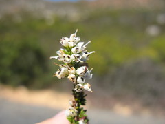 Erica floccifera