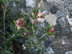 Erica obtusata