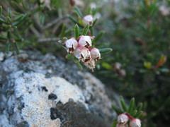 Erica obtusata
