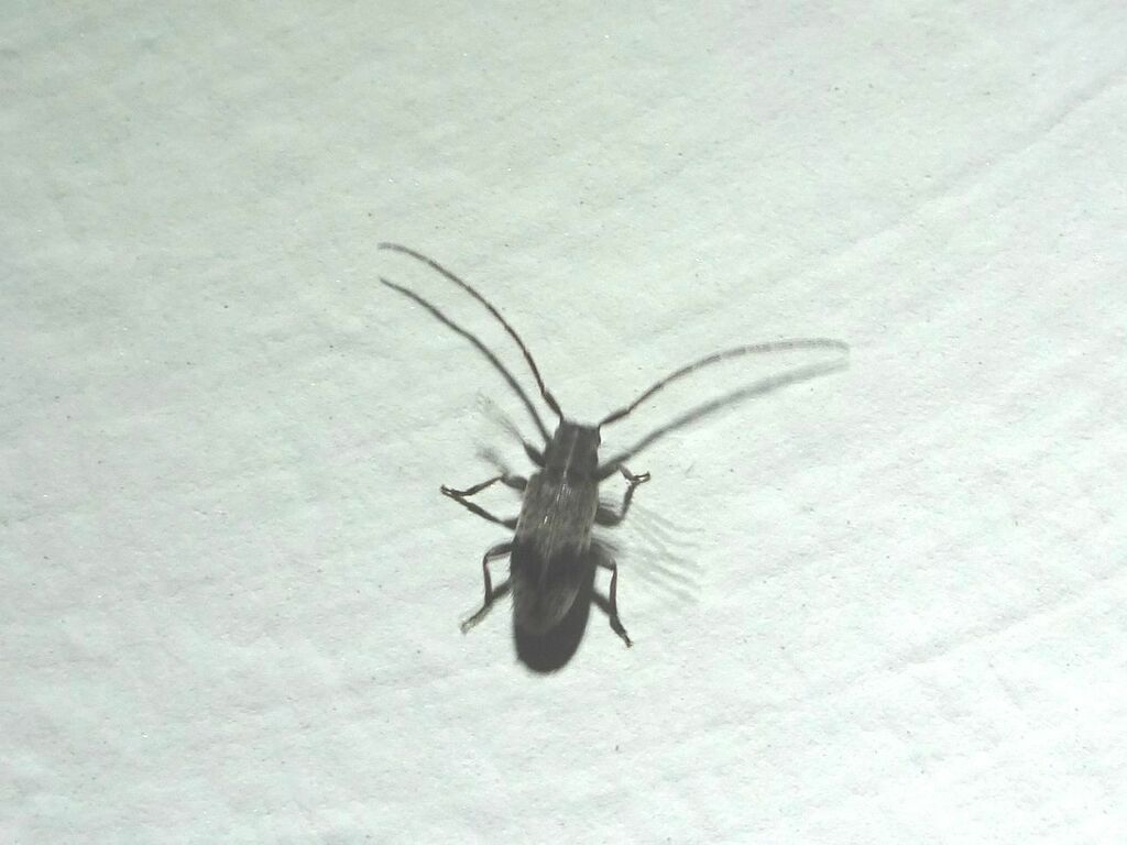Exocentrus punctipennis