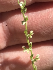 Pectocarya heterocarpa