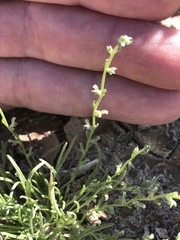 Pectocarya heterocarpa
