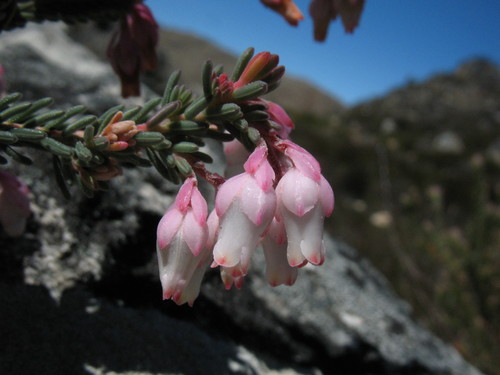 Image of Erica goatcheriana by (c) Michael D. Pirie, some rights reserved (CC BY)