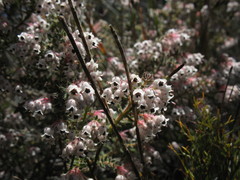 Erica perlata