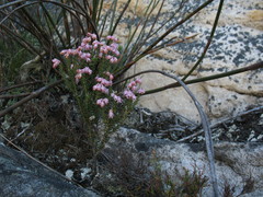 Erica brevifolia