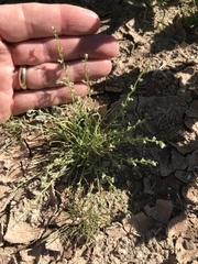 Pectocarya heterocarpa