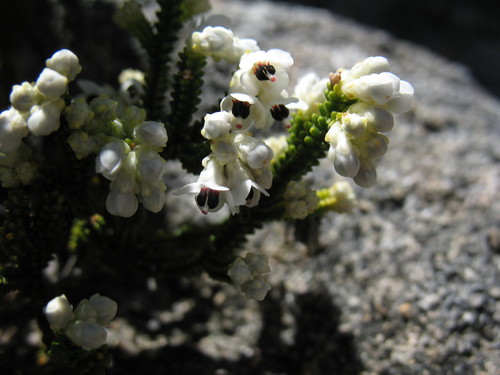 Image of Stiffleaf Heath (Erica lachnaeifolia) by (c) Michael D. Pirie, some rights reserved (CC BY)