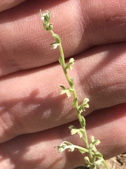 Pectocarya heterocarpa