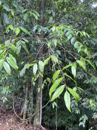 Aptandraceae image