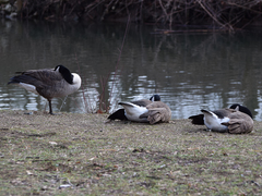 Branta canadensis