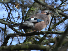 Garrulus glandarius
