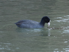 Fulica atra