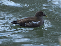 Gallinula chloropus