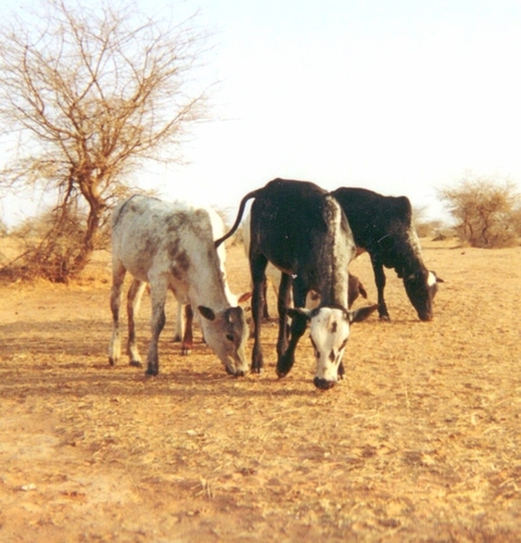 Taurine × Indicine Cattle