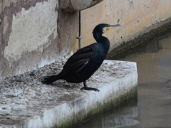 Phalacrocorax carbo