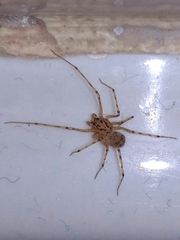 Scytodes thoracica