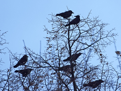 Corvus corone