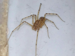Scytodes thoracica