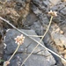 Helichrysum glumaceum - Photo (c) Nicolas Küffer, some rights reserved (CC BY-NC), uploaded by Nicolas Küffer