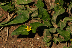 Calyptocarpus vialis image