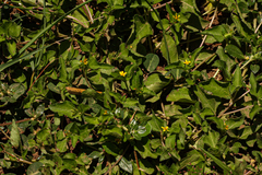 Calyptocarpus vialis image