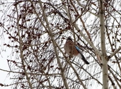 Garrulus glandarius