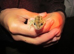 Leptodactylus luctator