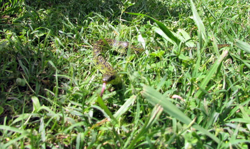 Erythrolamprus poecilogyrus