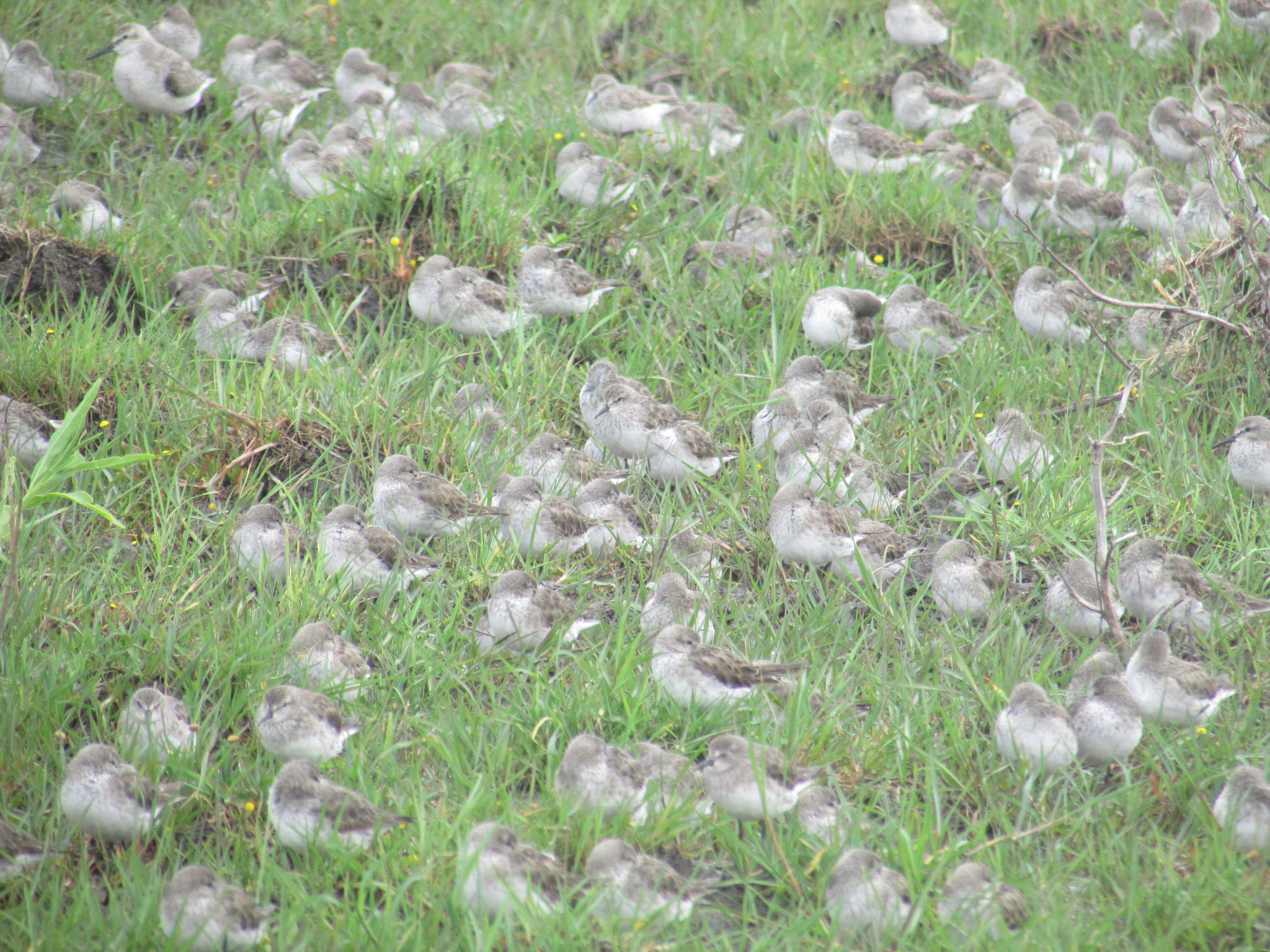 White-rumped Sandpiper