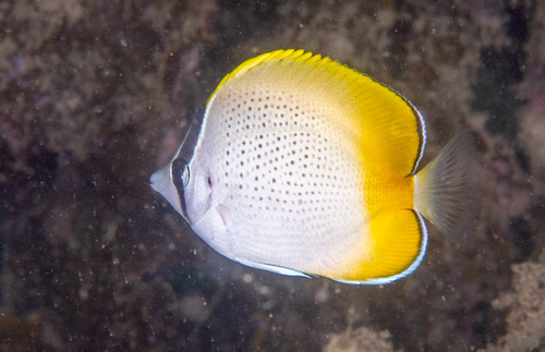 Gunther's butterflyfish (Chaetodon guentheri) — Chaetodontidae