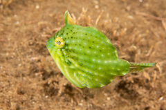 Pigmy Leatherjacket photo 4