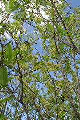 Arniocera auriguttata