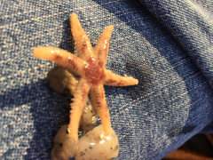 Leptasterias hexactis