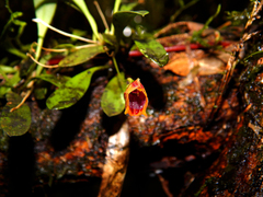 Masdevallia molossus