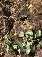 Nanorrhinum hastatum
