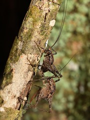 Pleioplectron hudsoni