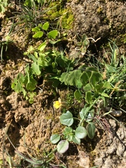 Nanorrhinum hastatum