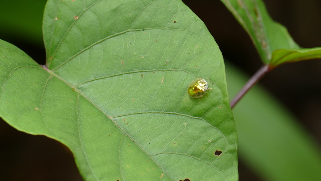 Charidotella morio