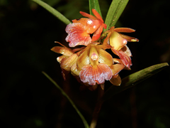 Epidendrum arevaloi