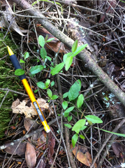 Rhinotropis californica